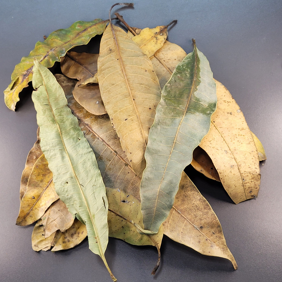 Feuilles de mangue (0.5 oz)