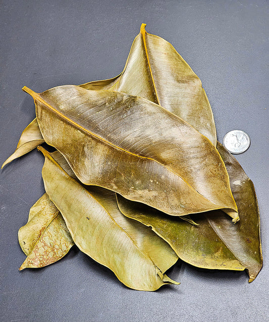 Feuilles de mangoustan (1.5oz)