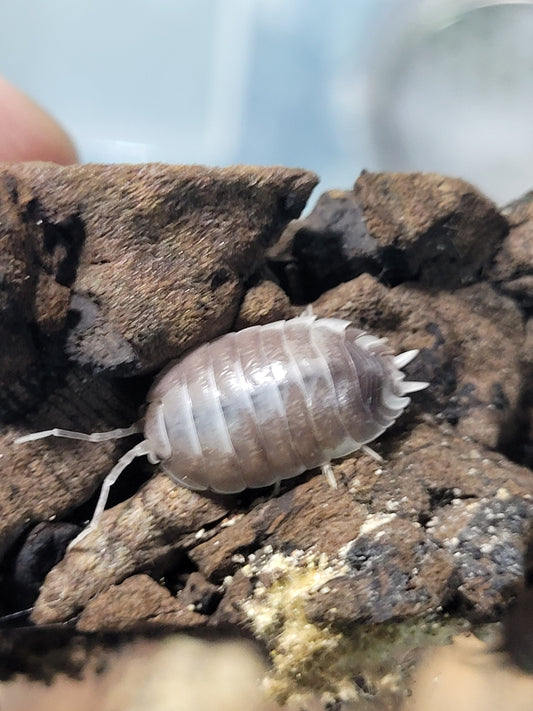 Porcellio Laevis Milkback