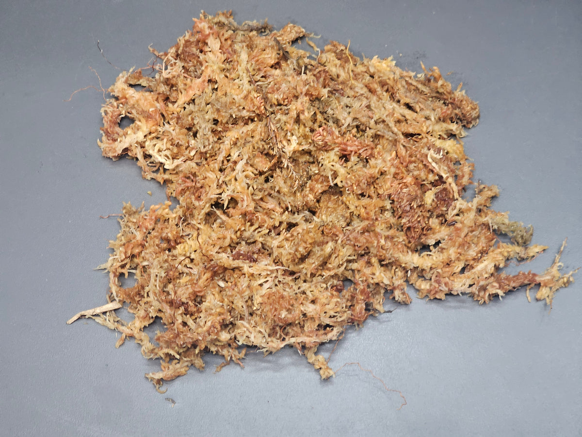 Mousse de sphaigne du Chili 25g / Chilean sphagnum moss 25g