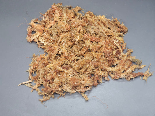 Mousse de sphaigne du Chili 25g / Chilean sphagnum moss 25g