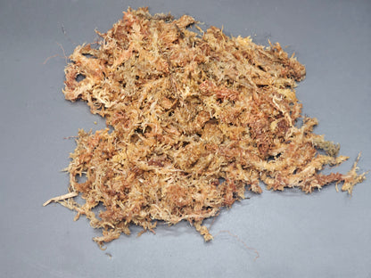 Mousse de sphaigne du Chili (75g)