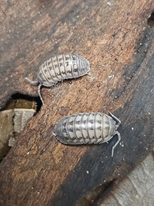 Armadillidium Nasatum Wild type