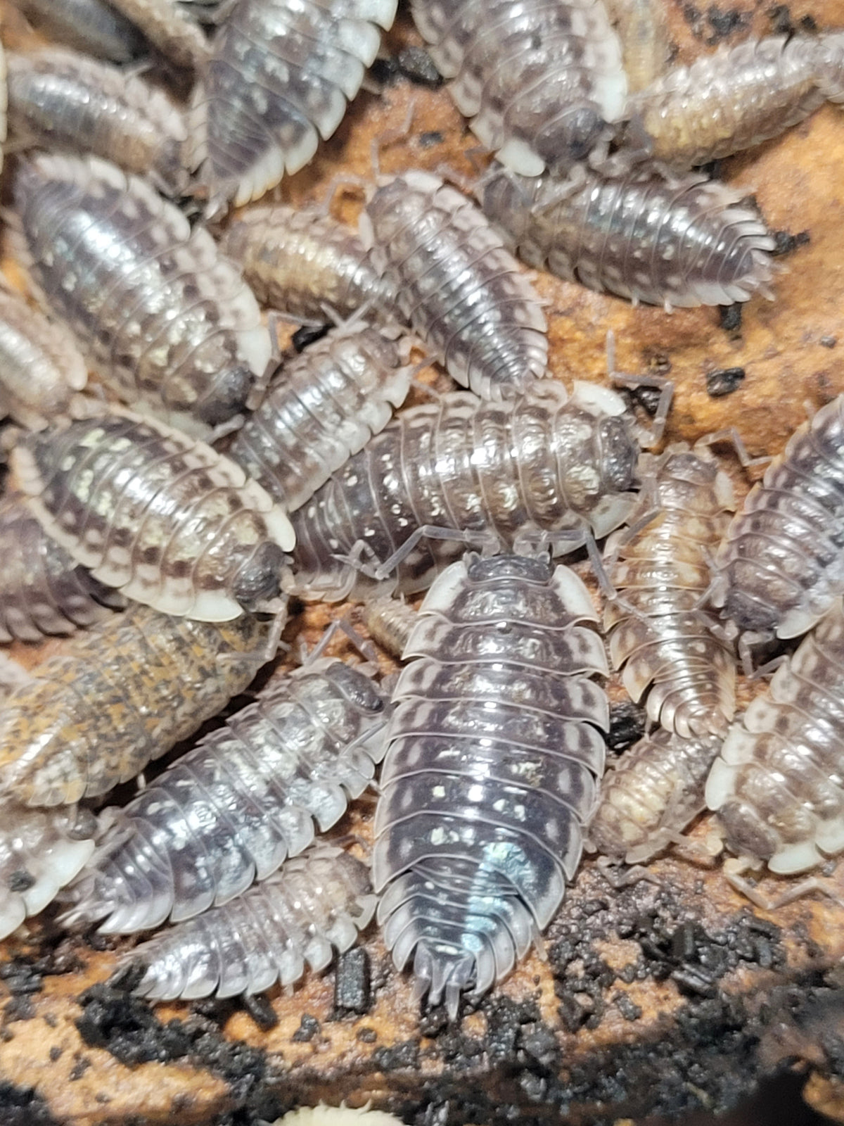 Oniscus Asellus