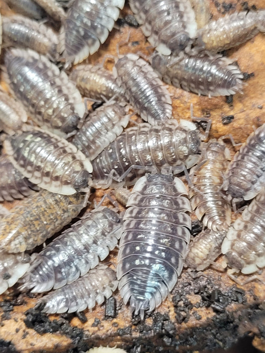 Oniscus Asellus
