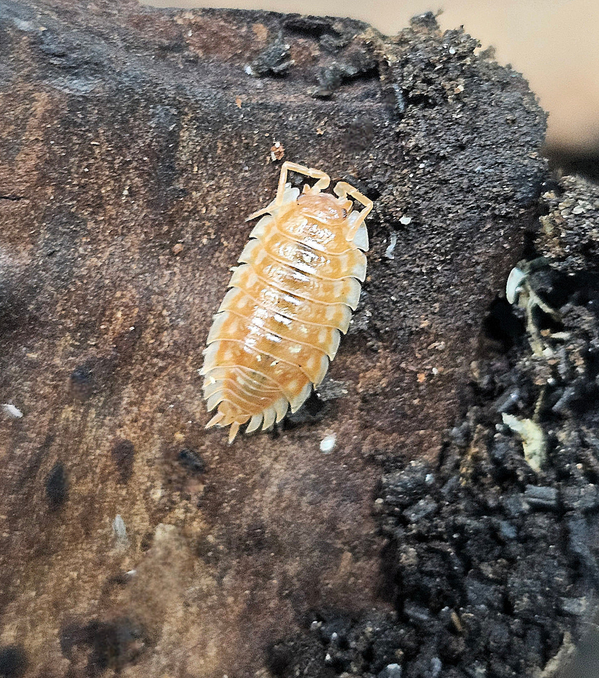 Oniscus Asellus (Maple Orange)