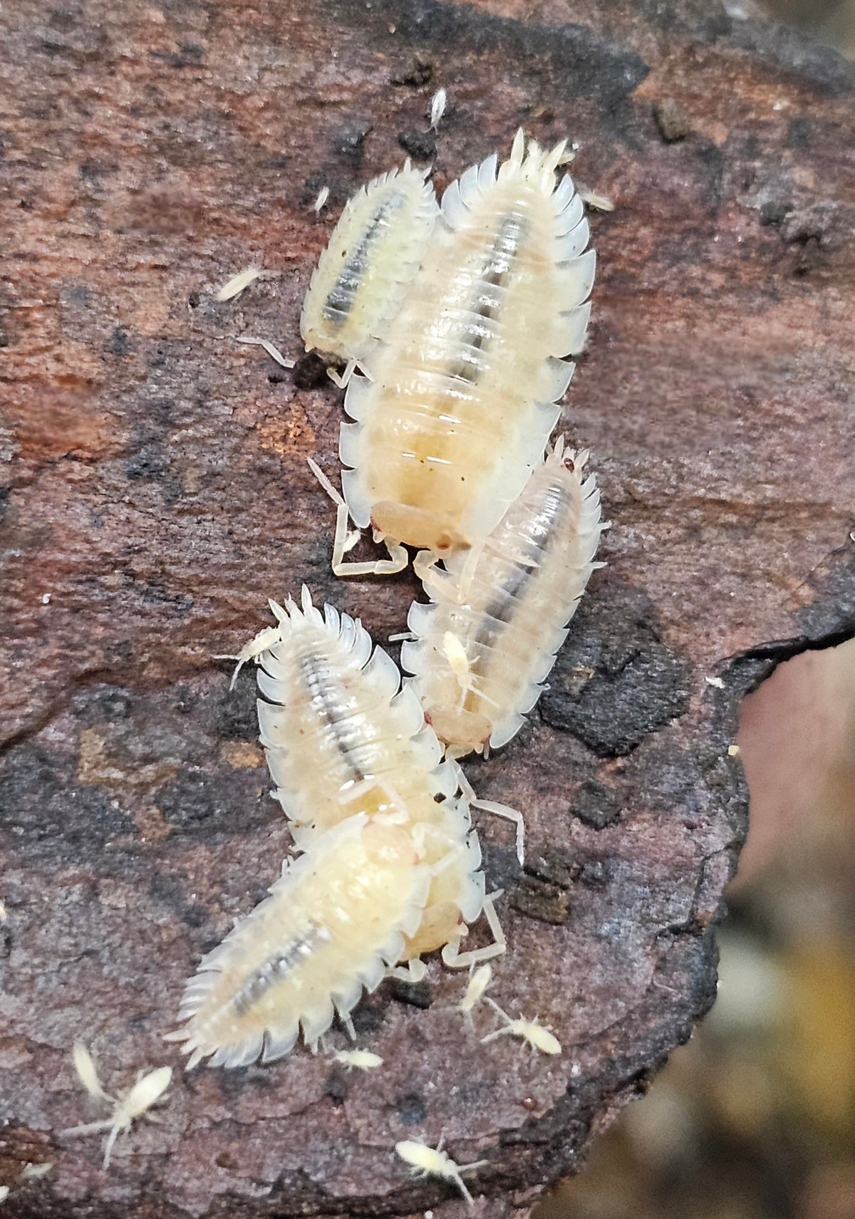 Oniscus Asellus (Maple Albino)