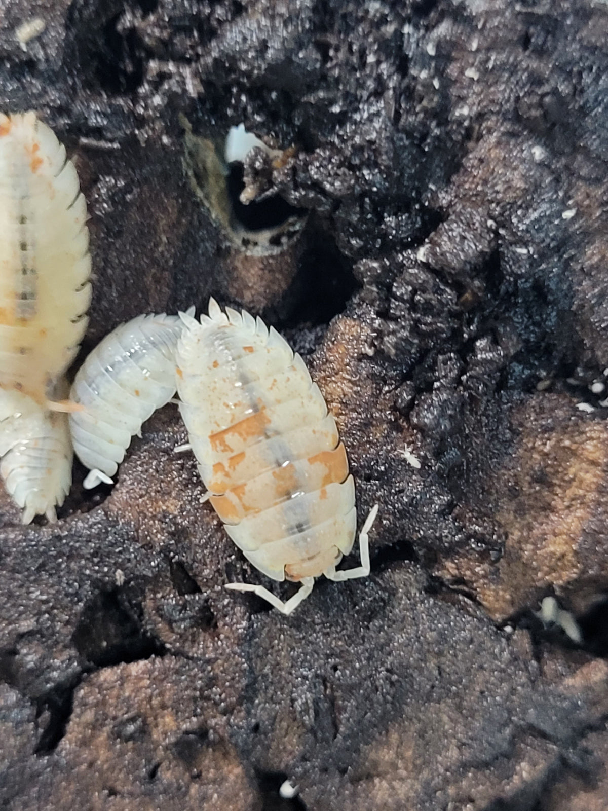 Porcellio Scaber Orange Dalmatian