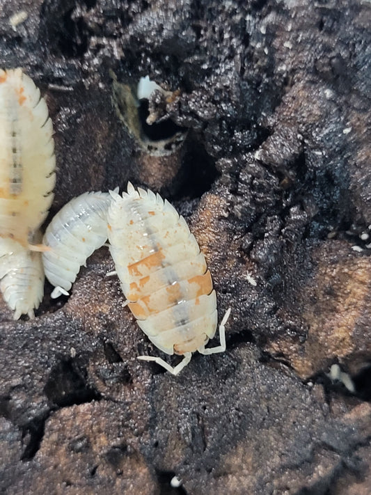 Porcellio Scaber Orange Dalmatian