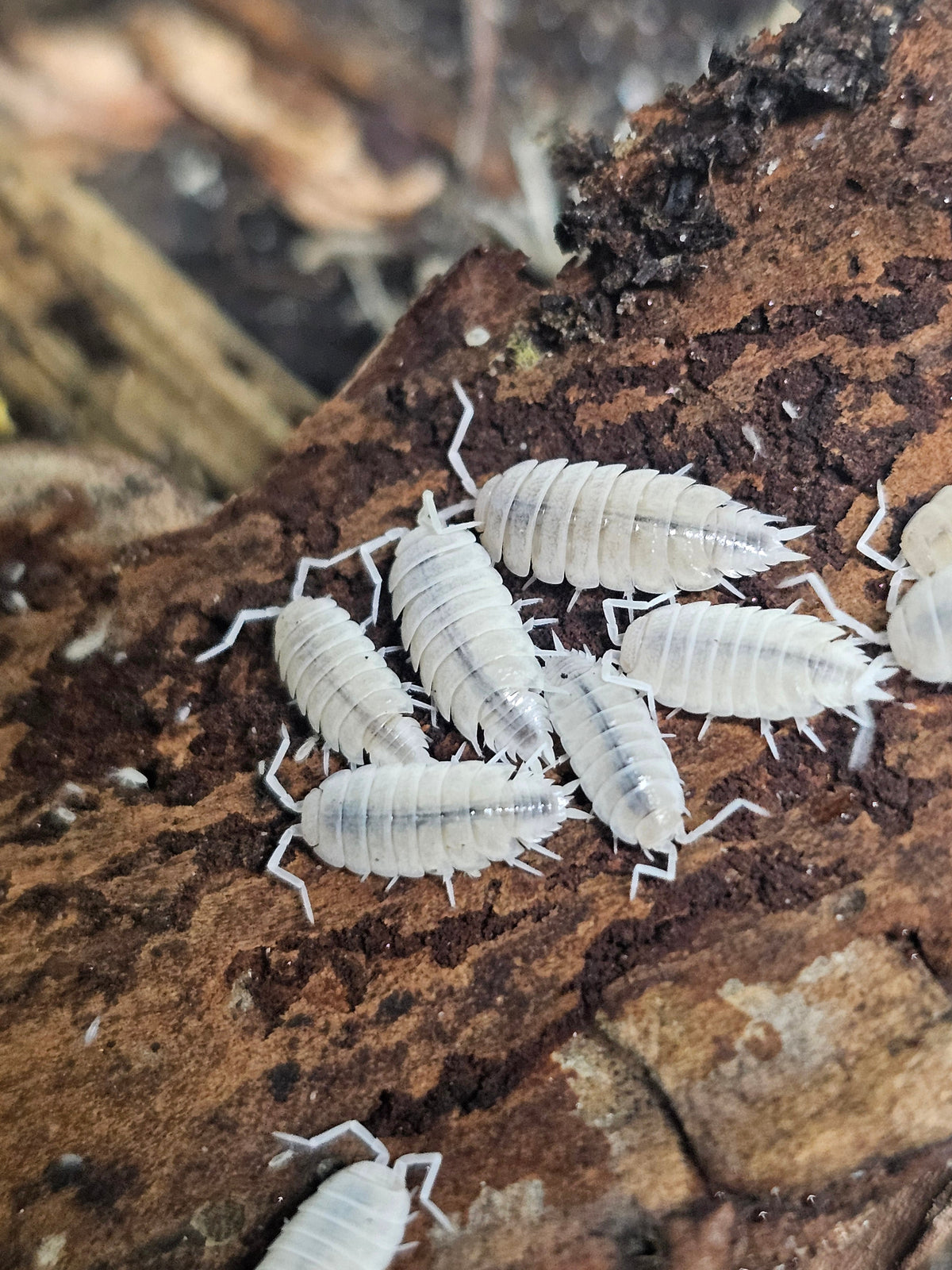 Porcellionides Pruinosus White Out