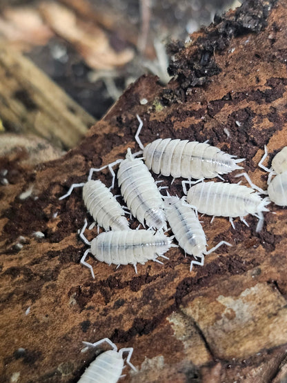 Porcellionides Pruinosus White Out