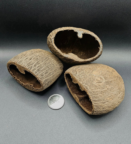 Cosses de palmier (2x)