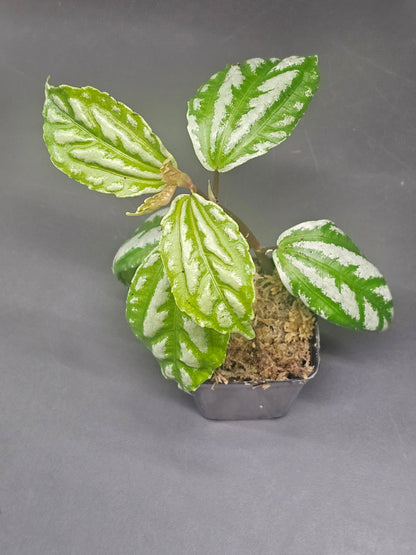 Pilea Cadierei