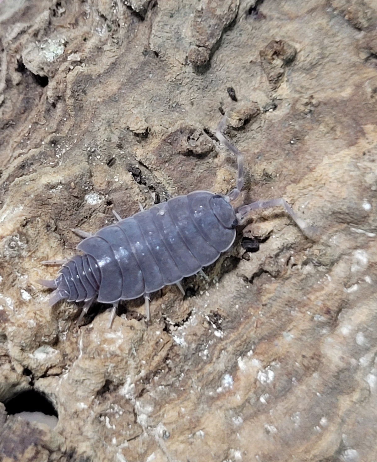 Porcellionides Pruinosus Blue Powder