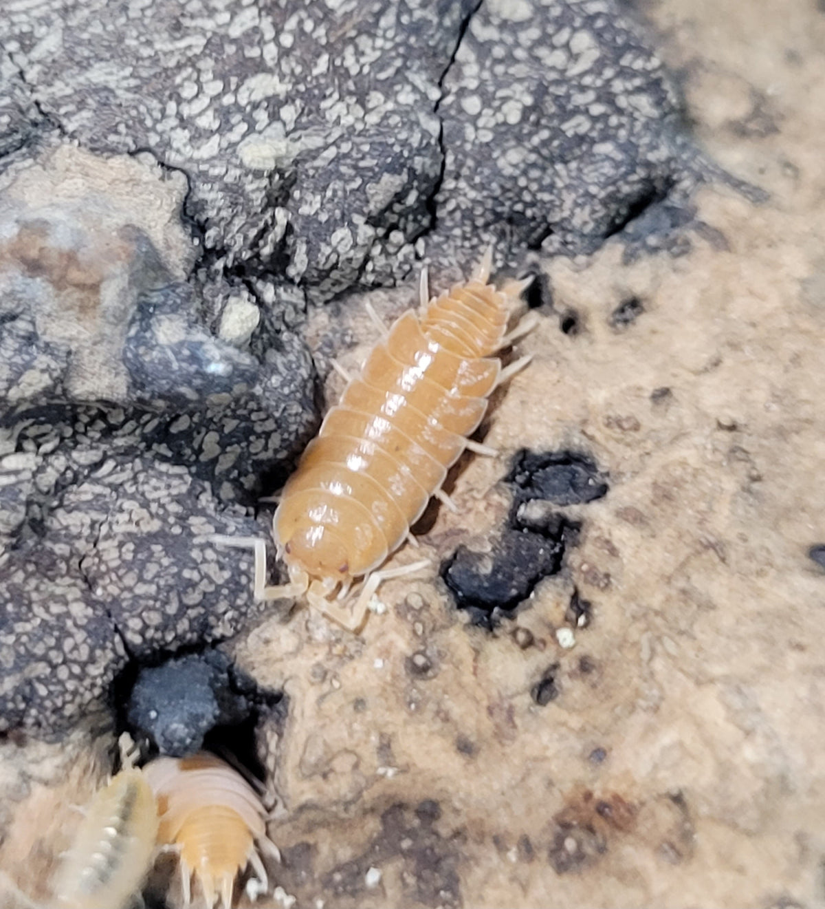 Porcellionides Pruinosus Orange Powder