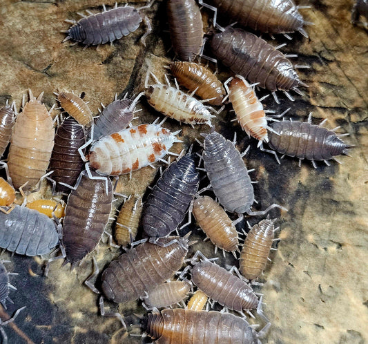 Porcellionides Pruinosus ''Party Mix''