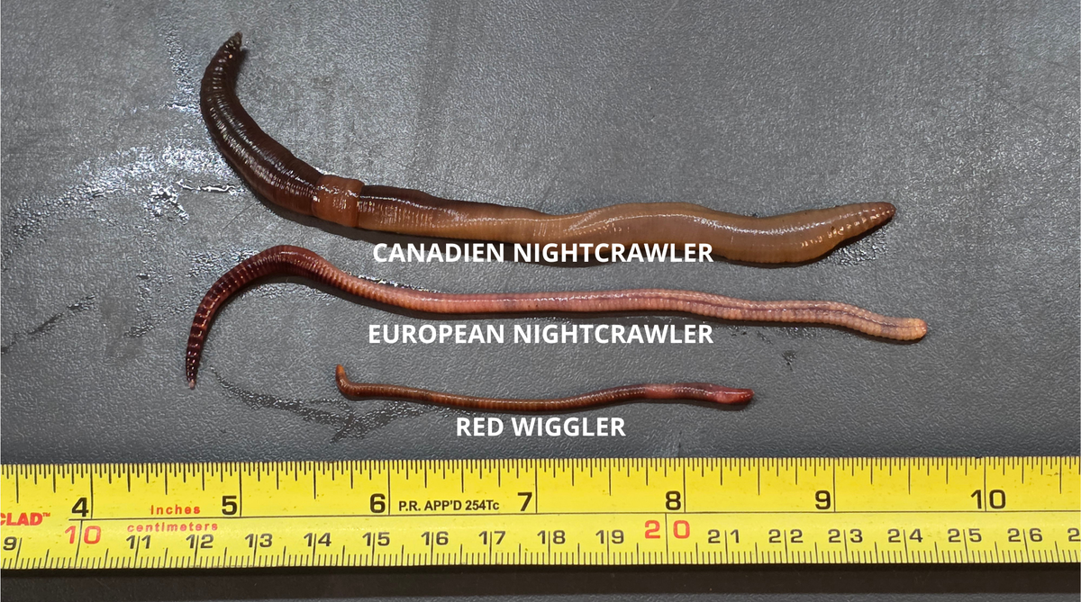 Vers de terre [Canadien Night Crawler] x12