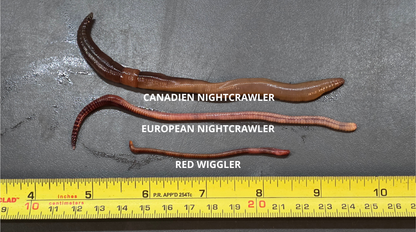 Vers de terre [Canadien Night Crawler] x12