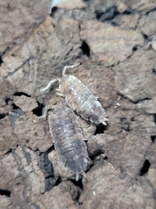 Porcellio Scaber Koi