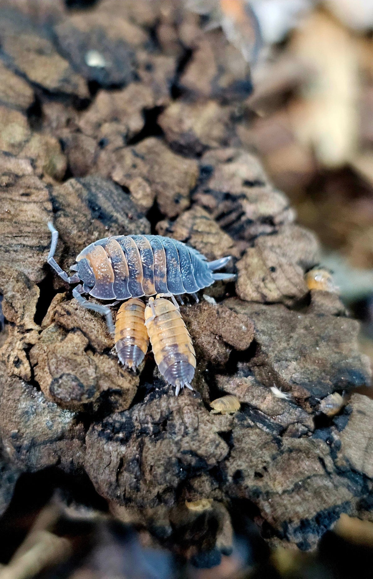 Porcellio Scaber Lava
