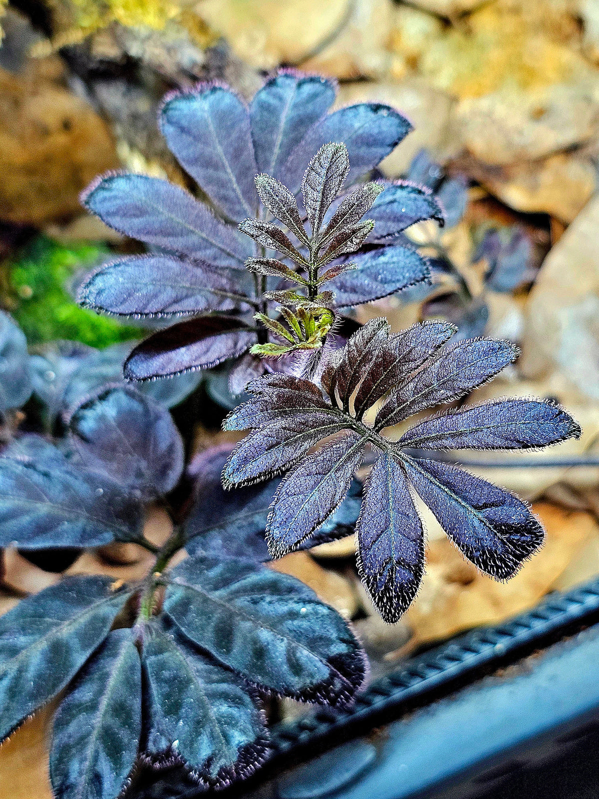 Solanum Uleanum