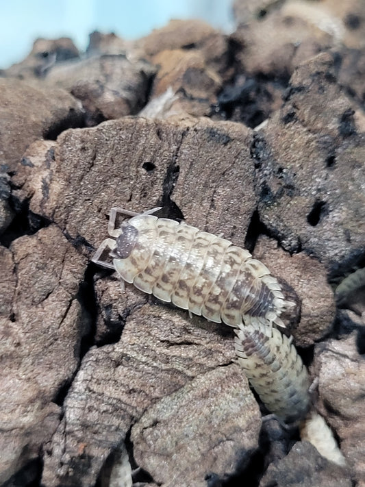 Porcellio Spinicornis