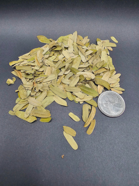 Feuilles de Tamarin (1 oz)