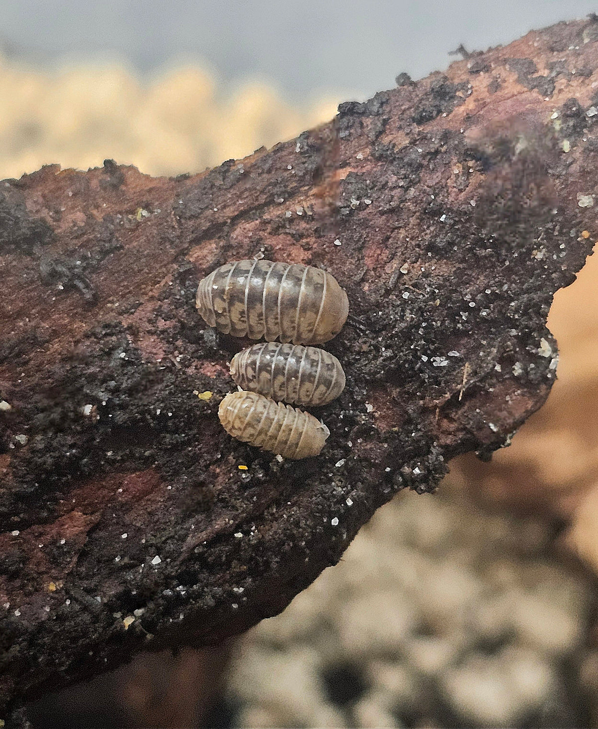 Venezillo parvus ''dwarf rolly polly''
