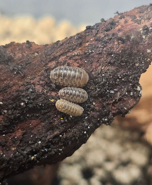 Venezillo parvus ''dwarf rolly polly''