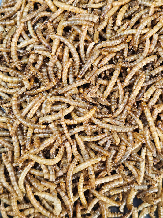 Vers de farine séchés (35g)