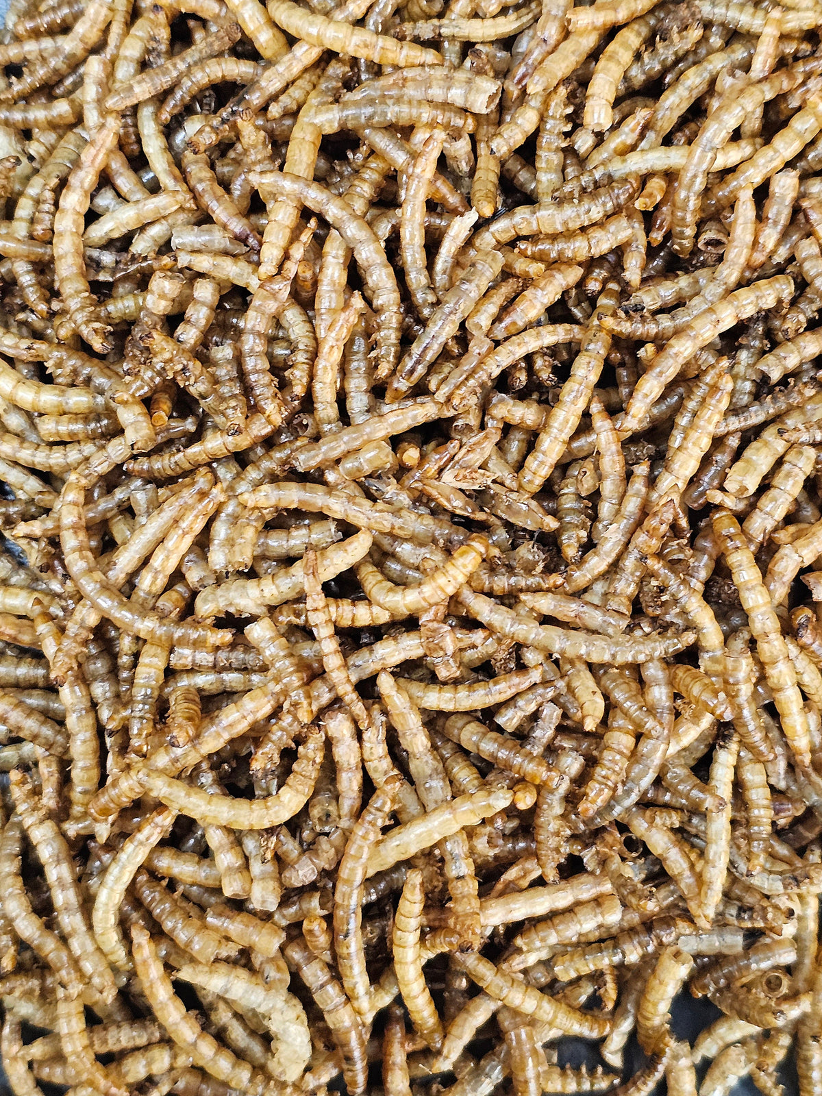 Vers de farine séchés (150g)