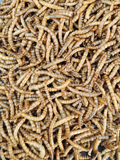 Vers de farine séchés (150g)
