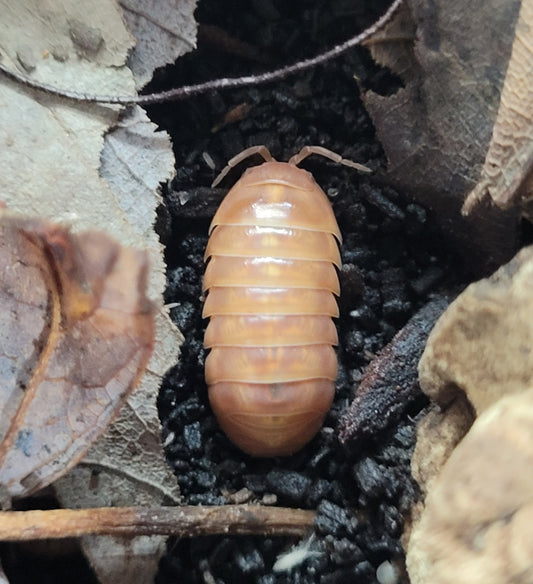 Armadillidium Vulgare Tangerine