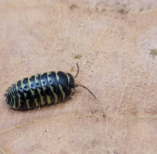 Armadillidium Maculatum Yellow Zebra
