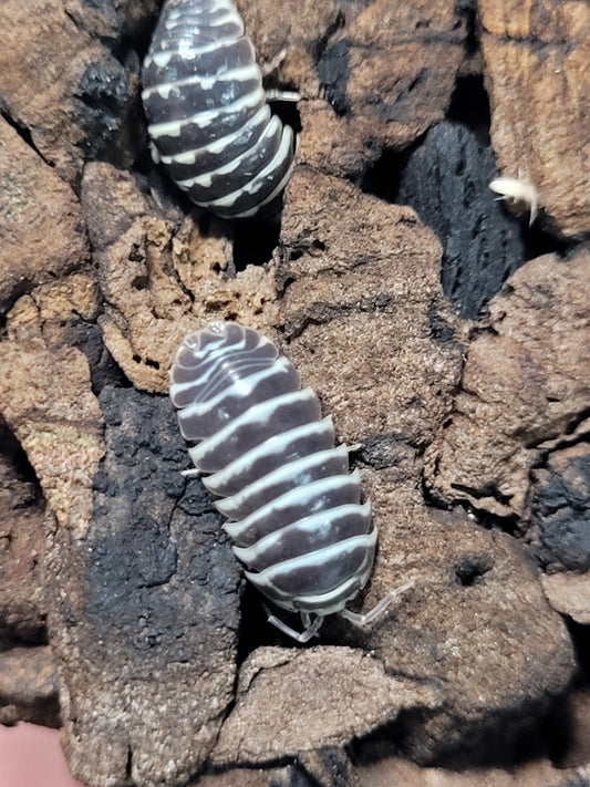 Armadillidium Maculatum Zebra